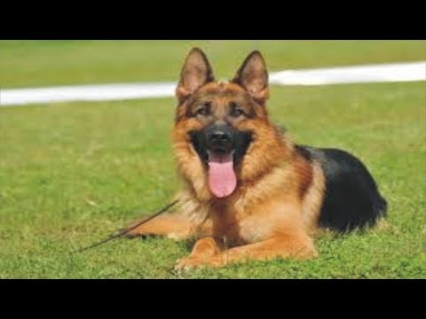 Rafael Farina  ★  Mi perro amigo