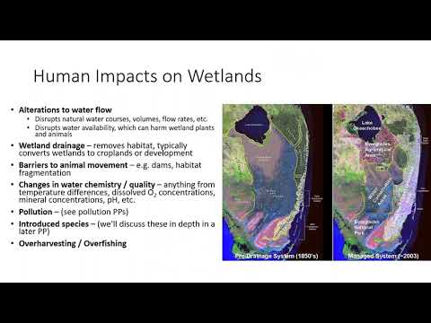 19. Human Impacts on Wetlands, Mangrove Forests, and Coral Reefs