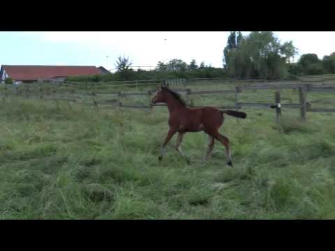 Stutfohlen von Comme il Faut, geb. 2016