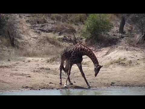 Djuma: Lone Giraffe gets drink from the dam - 11:03 - 09/13/20