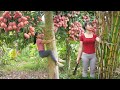 1 Years Alone In The Log Cabin Farming Raising Ducks Chicken Harvesting Video Timelapse