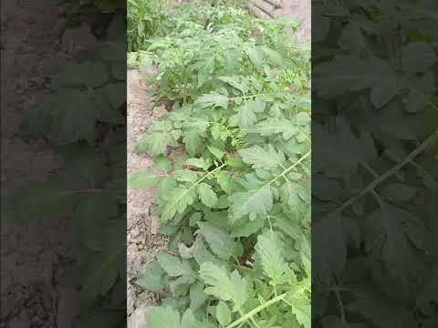 SIEMBRA Y COSECHA TUNUYAN MENDOZA ARGENTIN 2025