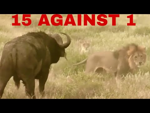 No Scratches. No Fear. The Cape Buffalo Standoff. Cape Buffalo vs Lions