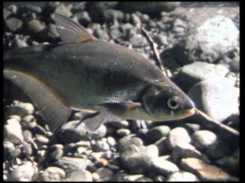 LFV, Fische und Fischerei, Teil 2, Cypriniden, Folge 1