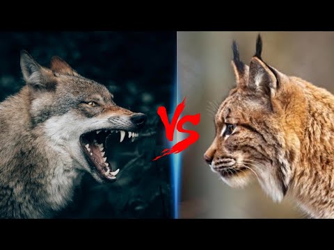 Bobcat VS Coyote - Coyote VS Bobcat Who Would Win