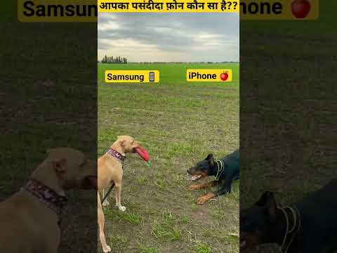 Samsung Vs iPhone Vs Moto Vs Vivo Pitbull Vs Doberman #shorts #pitbull #dog #viral #samsung #iphone