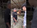 SAPI UNTUK PALEMBANG ️