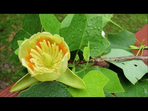 Tulip tree