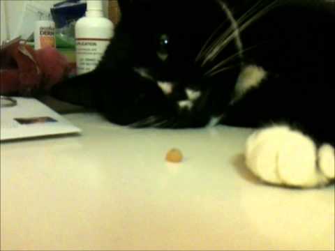 Do cats like Rice Krispies?