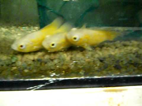 Buy Live Lemon Oscar Astronotus ocellatus Buy Live Lemon Oscar Astronotus ocellatus