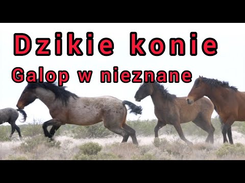 , title : 'Dzikie konie. Galop w nieznane. Epicka muzyka filmowa. Polski lektor.'