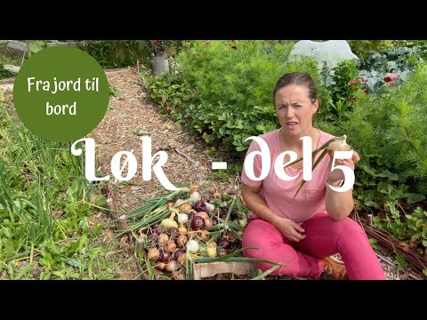 Løk fra jord til bord del 5 - Høster