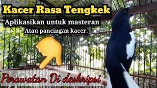 Download lagu KACER ISIAN TENGKEK | silahkan aplikasikan untuk masteran atau pancingan kacer. mp3