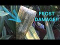 My plants got Frost Damage - here’s what to do
