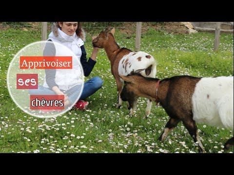 , title : 'Comment apprivoiser ses chèvres'
