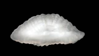 The Presidents of the United States of America - Lump (demo)