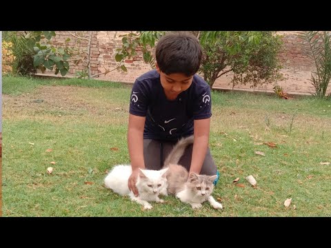 Cute Baby Hadi Vs Funny Animals || Cute Funny Animals Videos Compilation #02