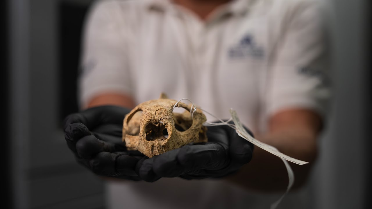 The Mystery Behind the Santa Fe Tortoise Skull