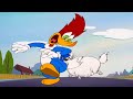 Pet Sitting With Woody Woody Woodpecker 1 Hour Compilation