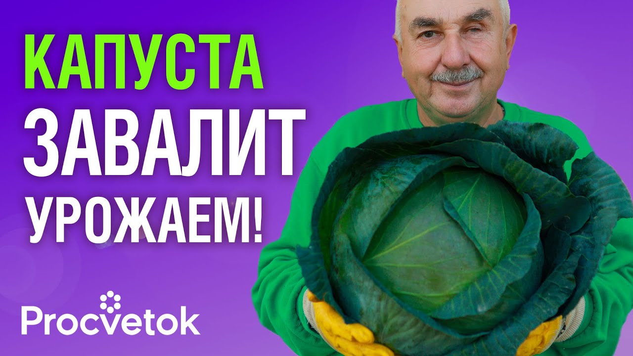 КАПУСТА МИГОМ НАРАСТИТ ОГРОМНЫЕ КОЧАНЫ без болезней и вредителей после этой подкормки в июле