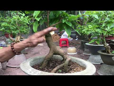 Giao Lưu Cây Mai Vàng Bonsai 32/8/2019 628 , 629 , 630 , 631 , 632 , 633 , ĐT 0363833181 ( cây đã b)