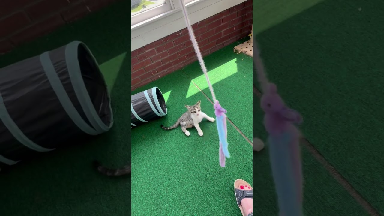 Enlarge Tater Tot, a Adoptable Domestic Short Hair in Delta, OH video 5/5