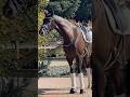 Hongre KWPN Cheval de Sport Néerlandais A vendre 2020 Bai brun par Ebony