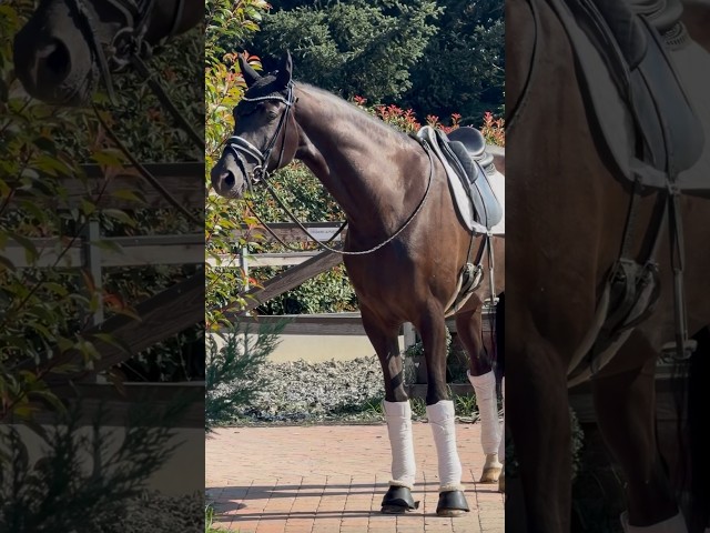 Hongre KWPN Cheval de Sport N&eacute;erlandais A vendre 2020 Bai brun par Ebony