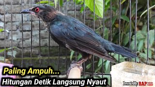 Download lagu PANCINGAN CUCAK KELING BIAR BUNYI mp3