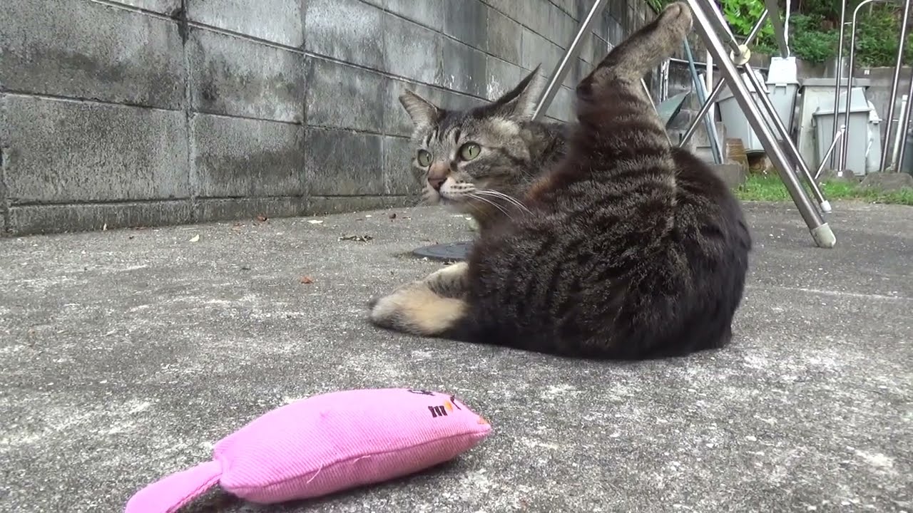 cat video 自宅に来た猫の動画 20240508 003 まろん、Temuで買ったピンクのぬいぐるみで朝食後の運動。①