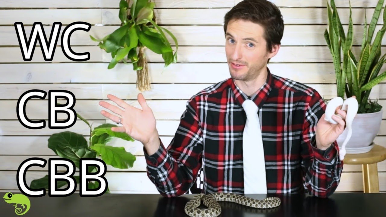 Captive Bred, Captive Born, or Wild Caught, What's the Difference?