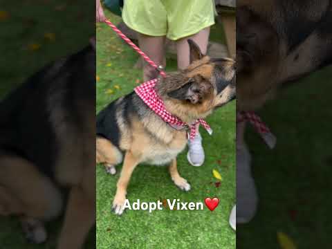Vixen , an adoptable German Shepherd Dog in Los Angeles, CA_image-1