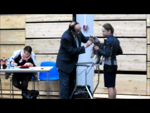 INTERNATIONAL DOGSHOW in Tallinn 08 02 14 "Winter Cup 2014", miniature shnauzers, puppies p / s