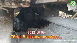 2022 10 06 Törtel 8 kiskutya mentése…