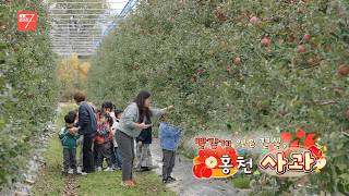 빨갛게 익은 결실, 홍천 사과 / 강원매거진7 / [농부가] / G1방송 / 261030