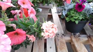 Adorable Hummingbird Moth Visiting a Garden Center