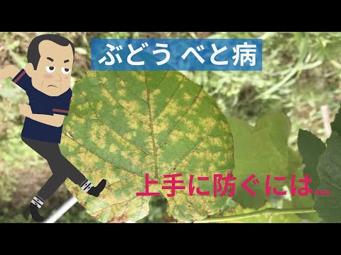 , title : '【病害虫解説】ぶどうのべと病'