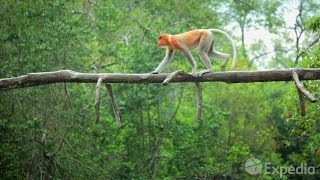 Labuk Bay Proboscis Monkey Sanctuary - City Video Guide