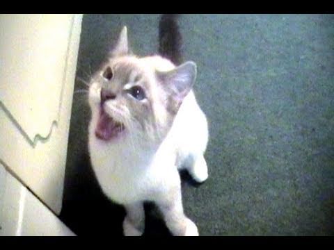 Talking Kitty Cat 10 - Help Todd