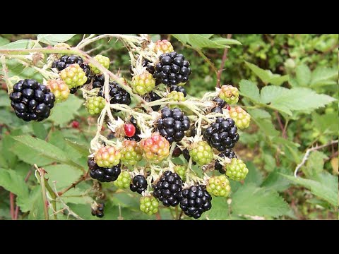 66# How to destroy a bramble bush in 10 minutes flat! (if brambles are your nightmare)