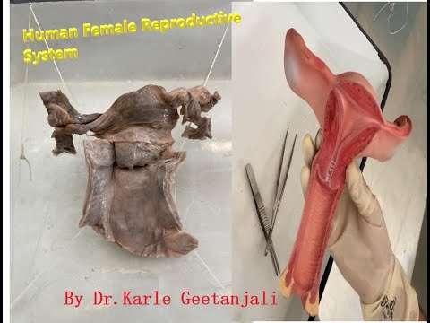 Human Female Reproductive System / Internal Genitalia - Anatomy