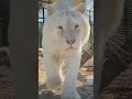 Snow White Bengal Tiger