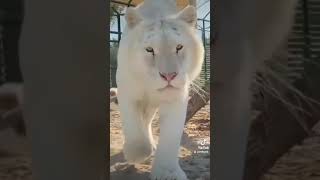 Download lagu Harimau Bengal Putih Salju mp3