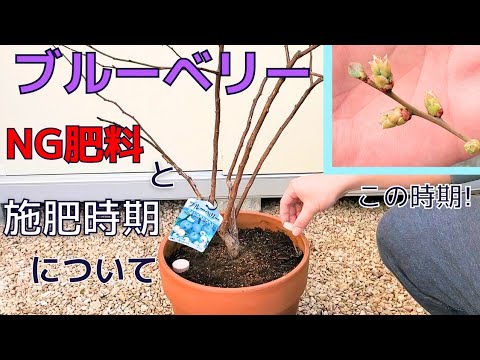 マグノリアの木にいつ肥料を与えるのですか？最適な肥料とその与え方は？  庭園