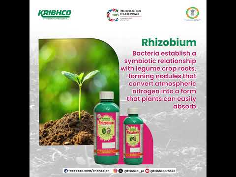 Kribhco Phosphate Solubilizing Bacteria Bio Fertilizer