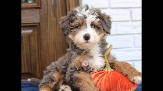 Video preview image #1 Bernedoodle (Miniature) Puppy For Sale in NARVON, PA, USA