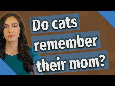 Do cats remember their mom?