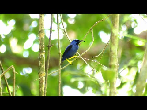 Purple Honeycreeper (Cyanerpes caeruleus caeruleus) male calling/vocalizing, French Guiana