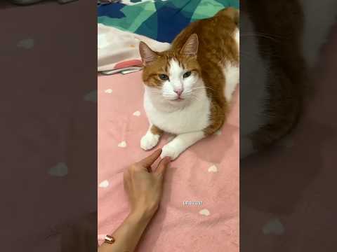 Tiny paw prints lead to the cutest culprit 💅🐾 #cat #kitten #cute
