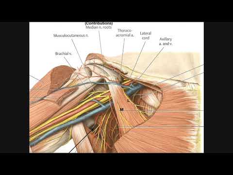 Boundaries and Branches of the Axillary Artery